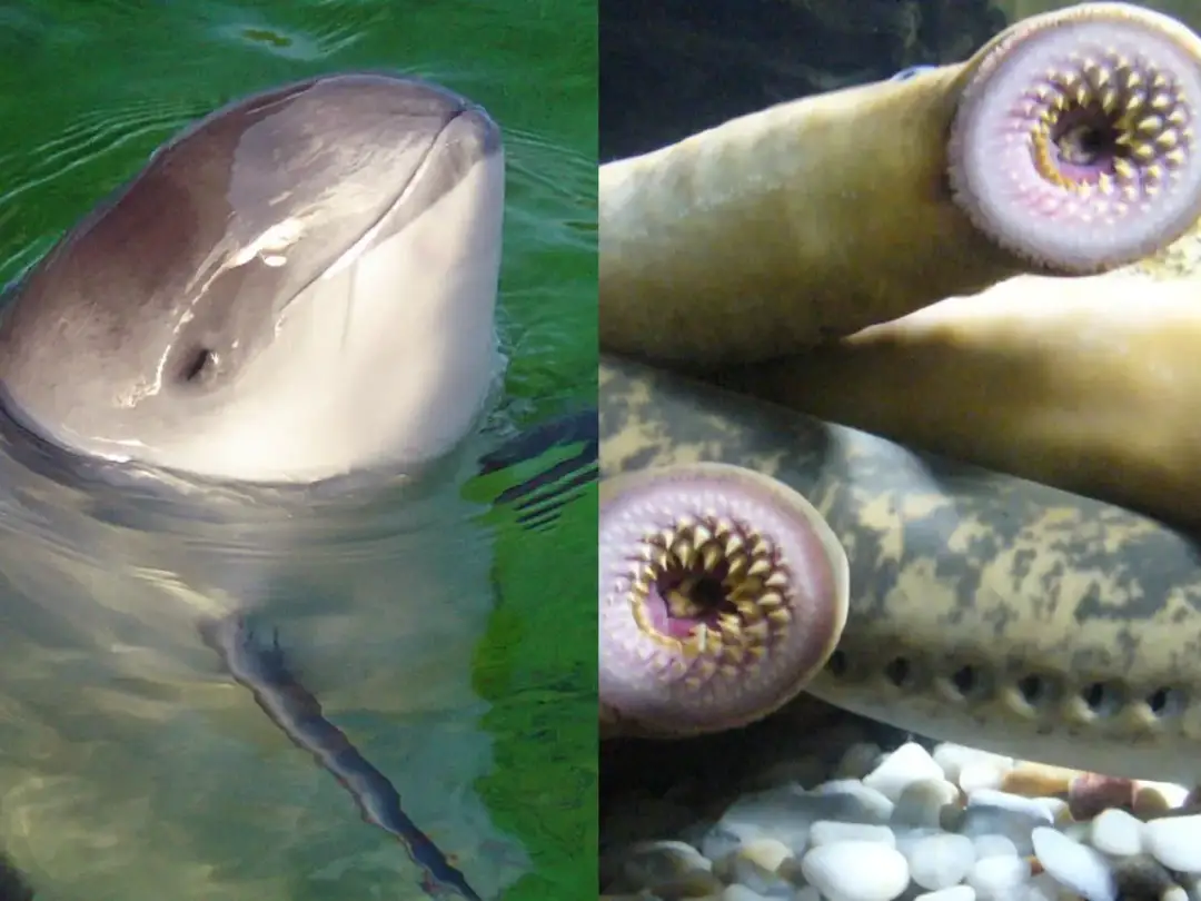 Jakie zwierzęta żyją w Bałtyku? Odkryj fascynującą faunę morską