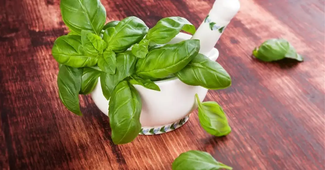 Jak przechowywać bazylię, aby nie straciła świeżości i smaku