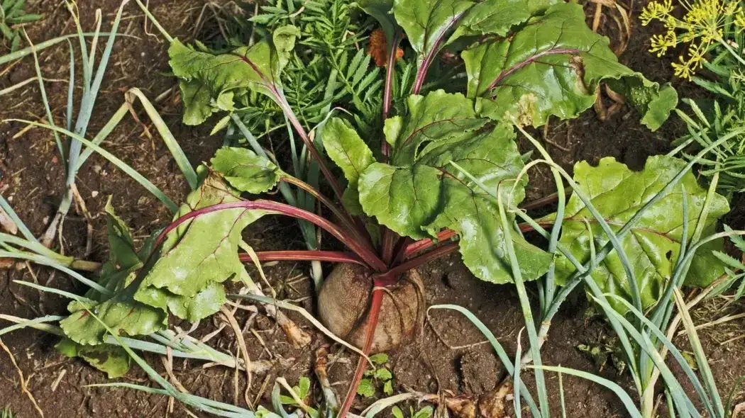 Kiedy siejemy buraki do gruntu, aby uniknąć nieudanych plonów?