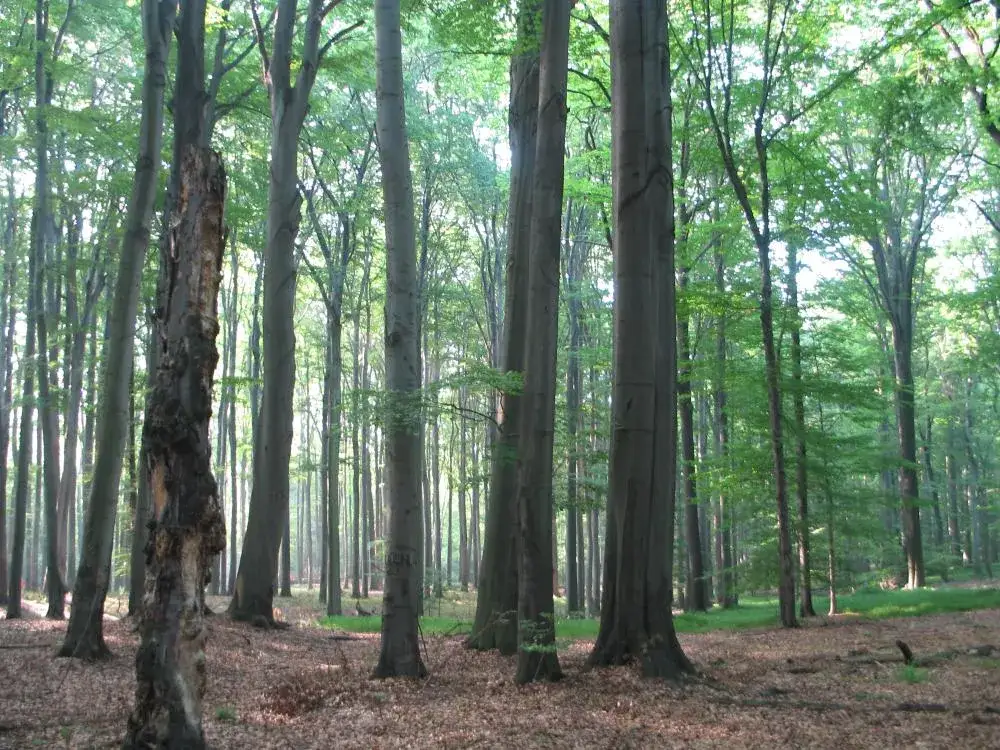 Rezerwat przyrody Las Murckowski: Odkryj jego unikalne piękno i historię