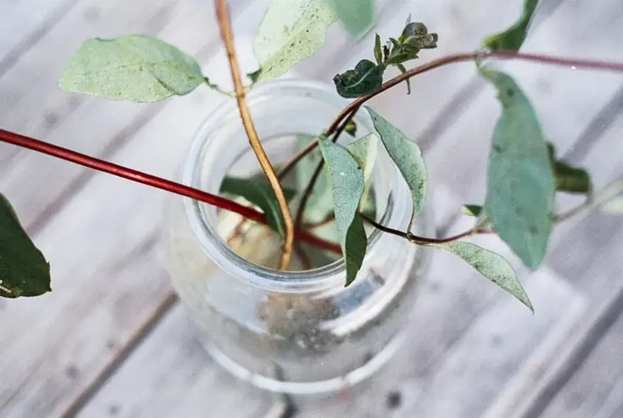 Las w szkle na prezent – wyjątkowy pomysł, który zachwyci każdego