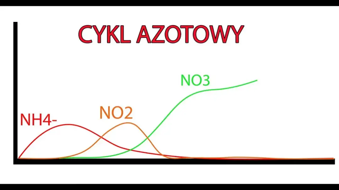 Ile dojrzewa akwarium? Kluczowe czynniki wpływające na czas cyklu