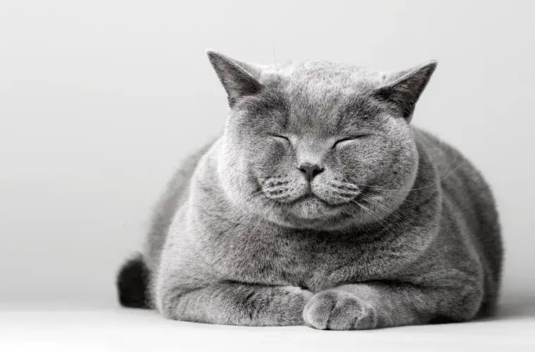 Koci wiek kalkulator - Oblicz ile to wiek dla twojego kota