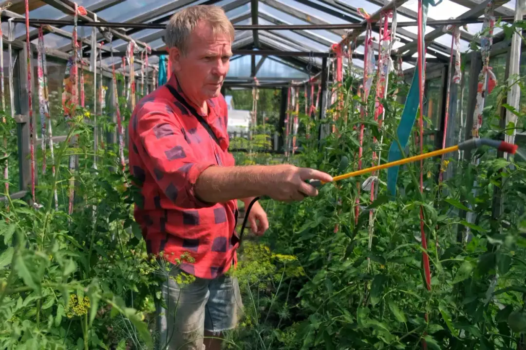 Czym pryskać pomidory po posadzeniu, aby uniknąć chorób i szkodników?