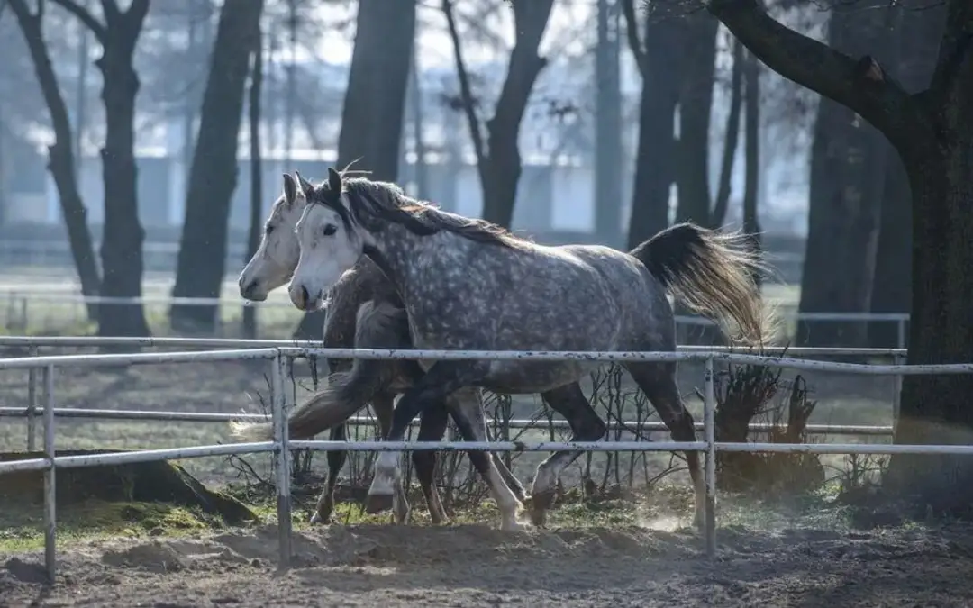 Zdrowy jak koń - co naprawdę oznacza ta fraza i jak dbać o zdrowie?
