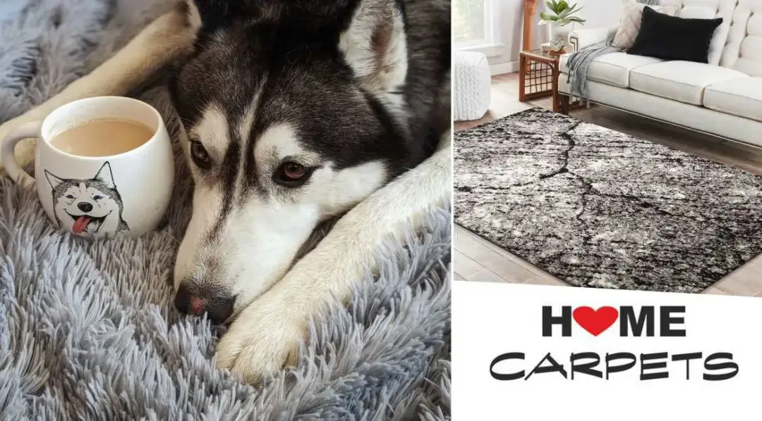 Jak usunąć sierść z dywanu skutecznie? Poznaj najprostsze metody!