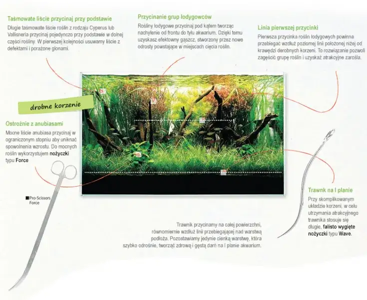 Jak prawidłowo przycinać rośliny w akwarium - Poradnik pielęgnacji roślin akwariowych