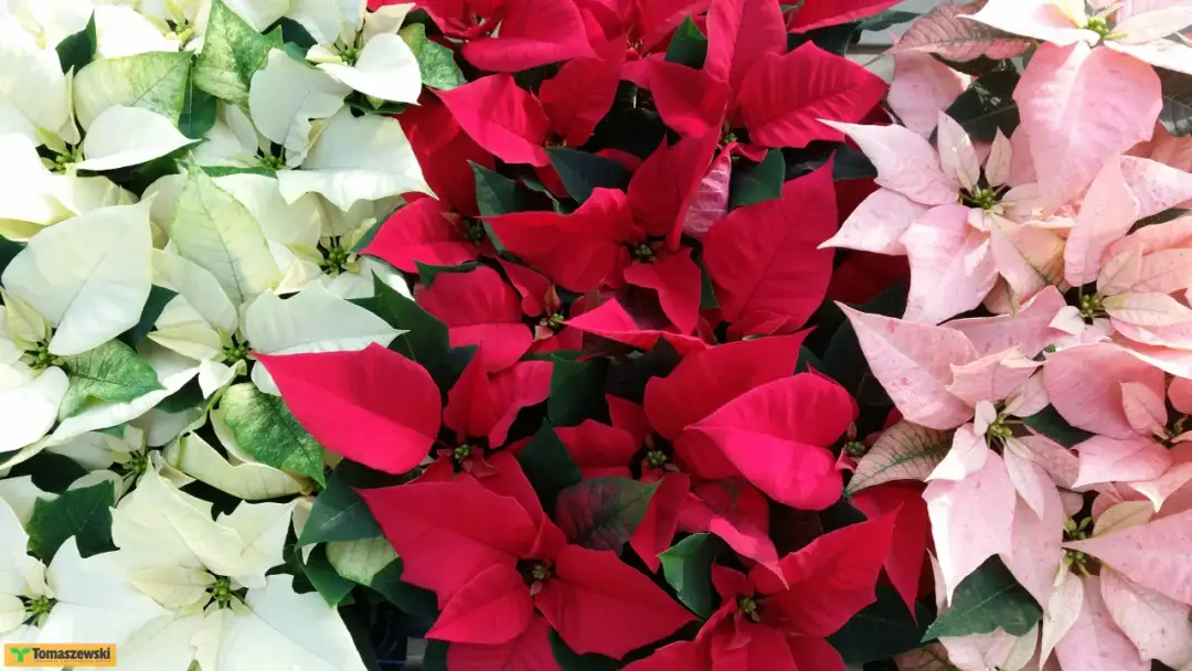 Jak dbać o gwiazdę betlejemską - unikaj najczęstszych błędów w pielęgnacji