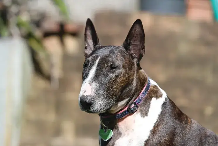 Bulterier - prawdziwe opinie o rasie, która zaskoczy każdego właściciela