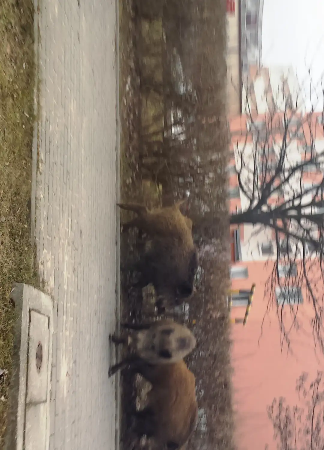 Jak bezpiecznie postępować z dzikami na osiedlu - ważne kroki