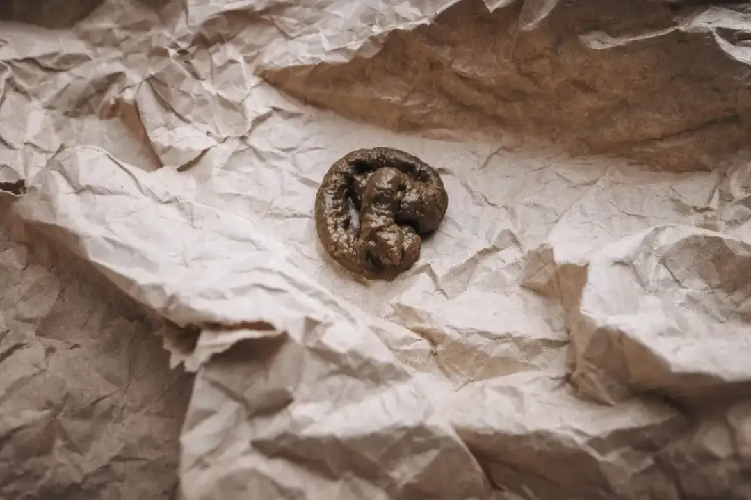 Rzadkie kupy u kota: przyczyny, objawy i co robić?