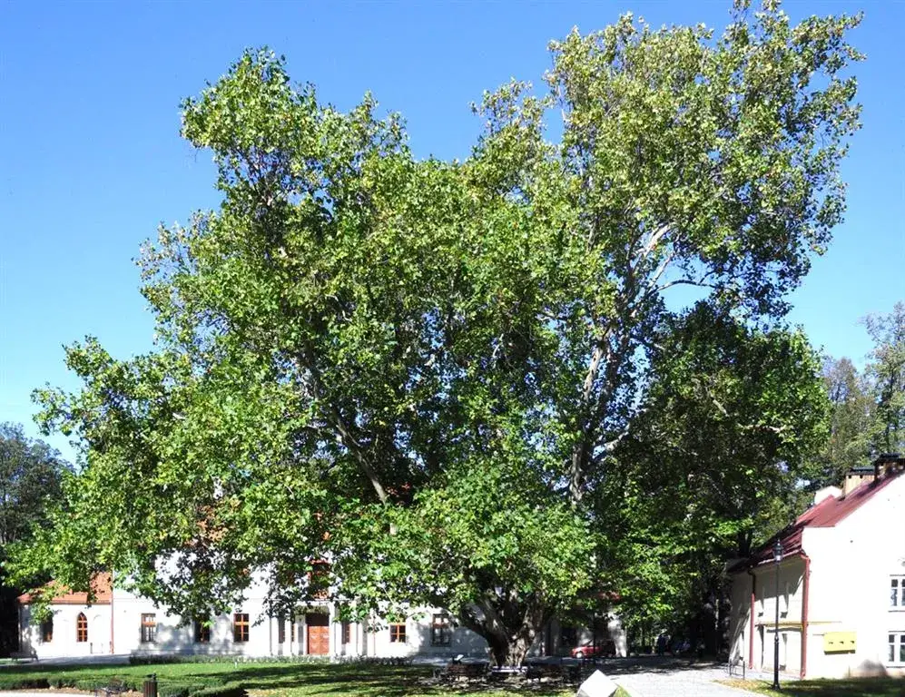 Dąbrowa na Dolnym Śląsku - urokliwe miasto wśród starych drzew liściastych