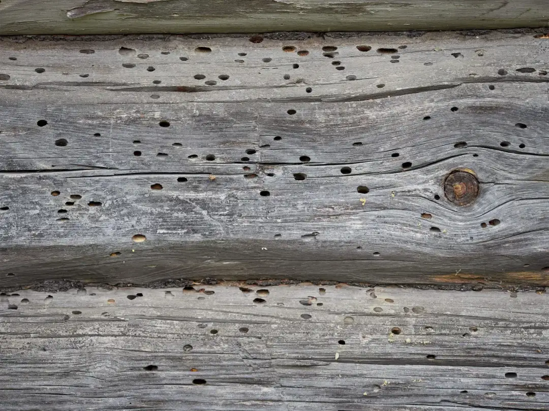 Korniki w meblach? Jak skutecznie pozbyć się szkodników drewna!