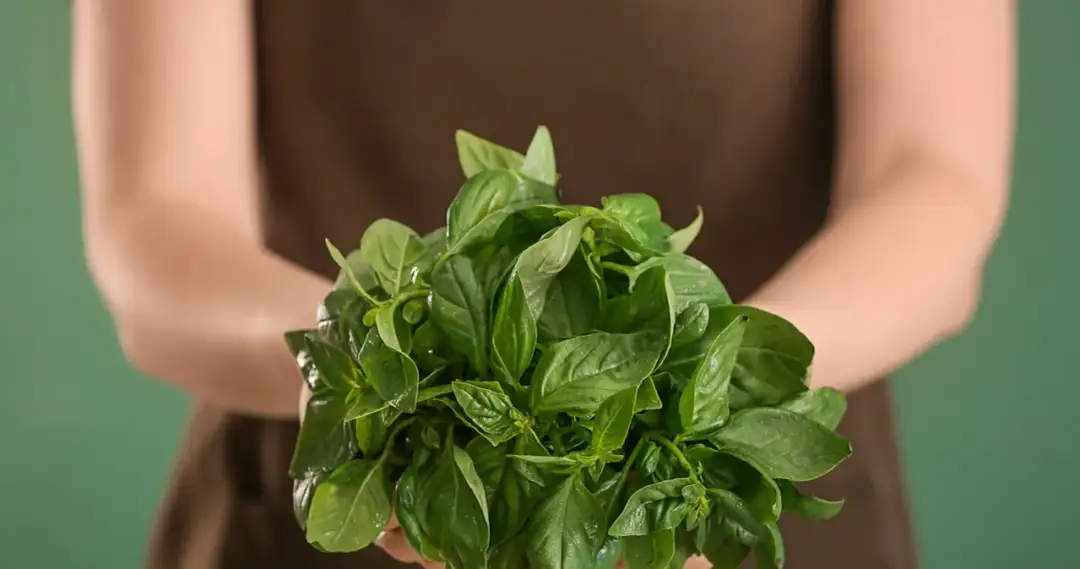 Dlaczego bazylia więdnie? Oto najczęstsze przyczyny i rozwiązania