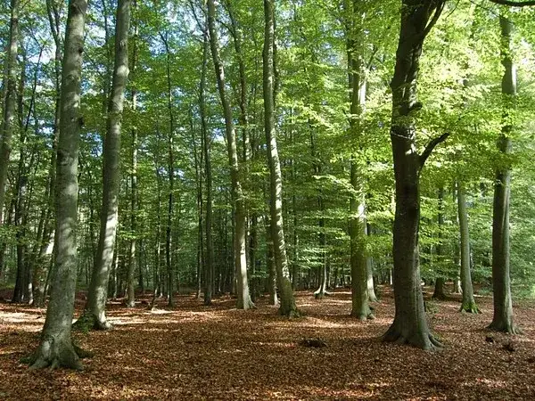 Rezerwat Buki Mierzei Wiślanej: starodrzew na wydmach, który musisz poznać