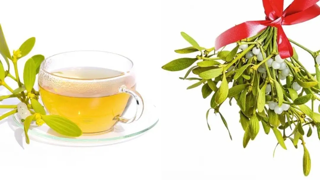 Prosty sposób jak zrobić napar z jemioły i jego właściwości lecznicze