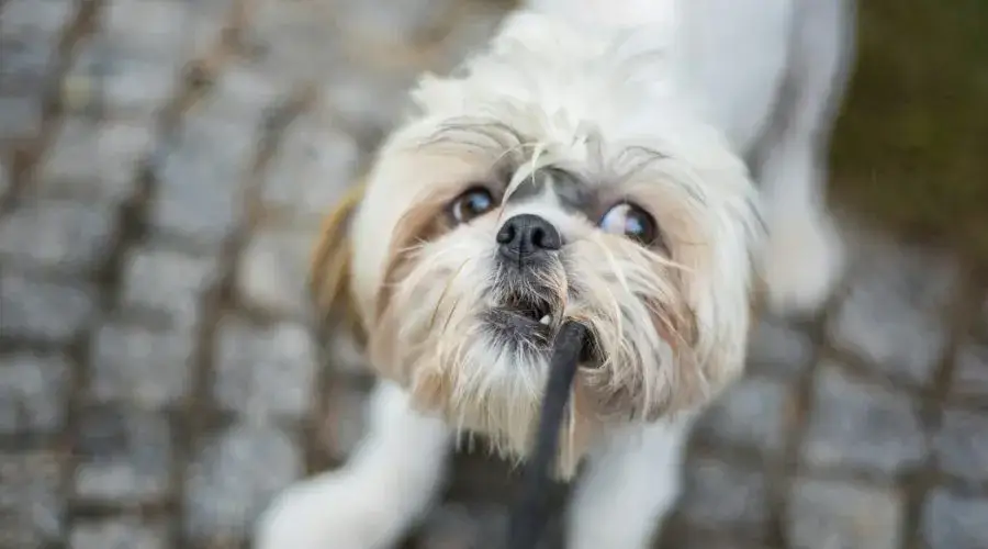 Szczeniak gryzie? Poznaj przyczyny i skuteczne metody oduczania