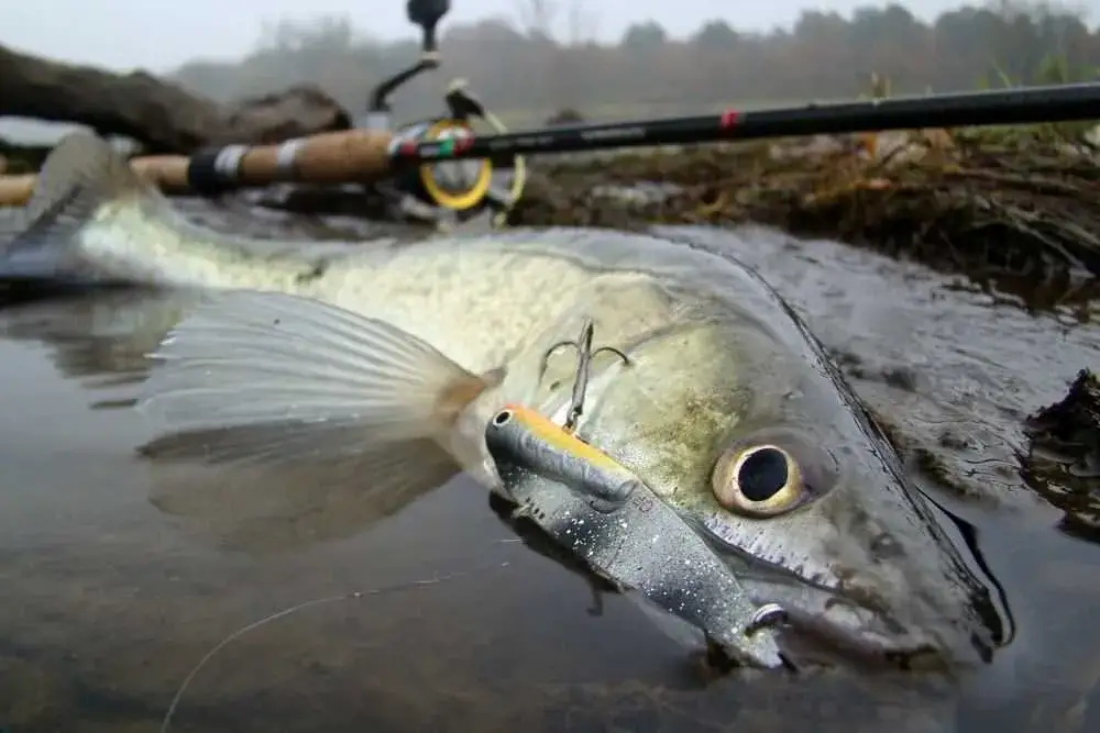 Najlepsze przynęty na sandacza - skuteczne sposoby na udane łowienie