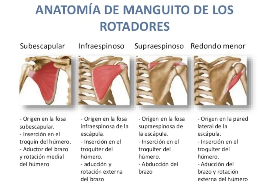 Conoce los músculos del manguito rotador y su importancia en el hombro