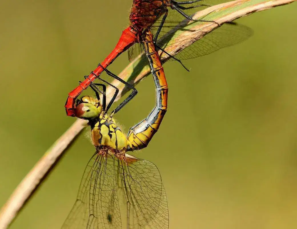Jak rozmnażają się ważki? Zaskakujące fakty o ich cyklu życia
