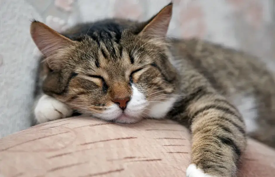 Jak nauczyć kota spania w legowisku – skuteczne metody i uniknięcie błędów