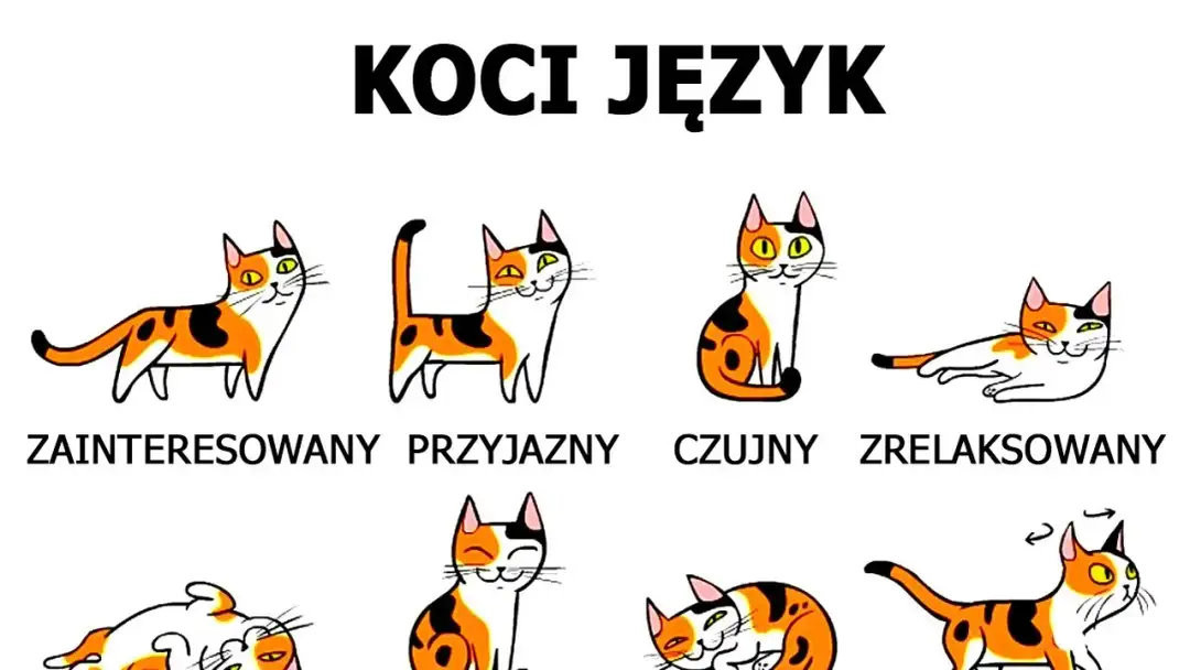 Jak rozpoznać kotkę od kota? Pewny sposób pod ogonem!