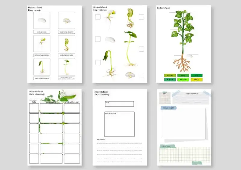 Eksperyment z fasolą: prosty przewodnik krok po kroku