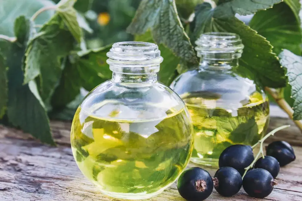  Olej z pestek czarnej porzeczki - Właściwości i zastosowanie cennego składnika