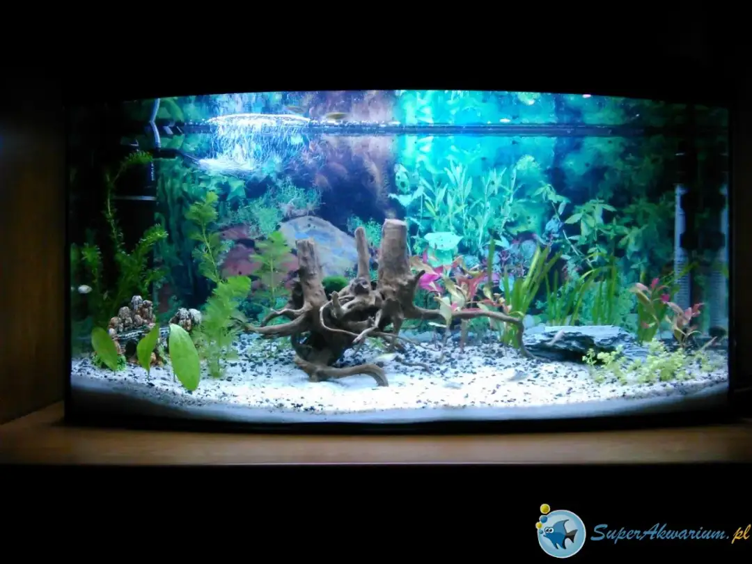 Szybki sposób na obliczenie ile ryb w akwarium zmieścisz bezpiecznie