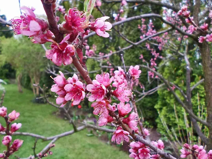 Kwitnienie brzoskwini: Kiedy i jak zapewnić obfite kwitnienie?