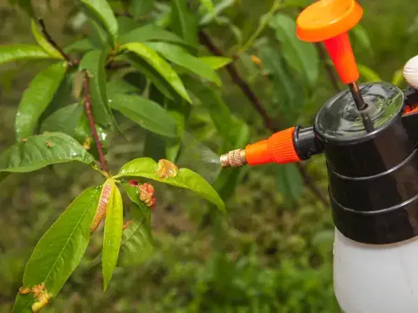 Skuteczny terminarz kiedy opryskiwać brzoskwinie - pełen plan zabiegów