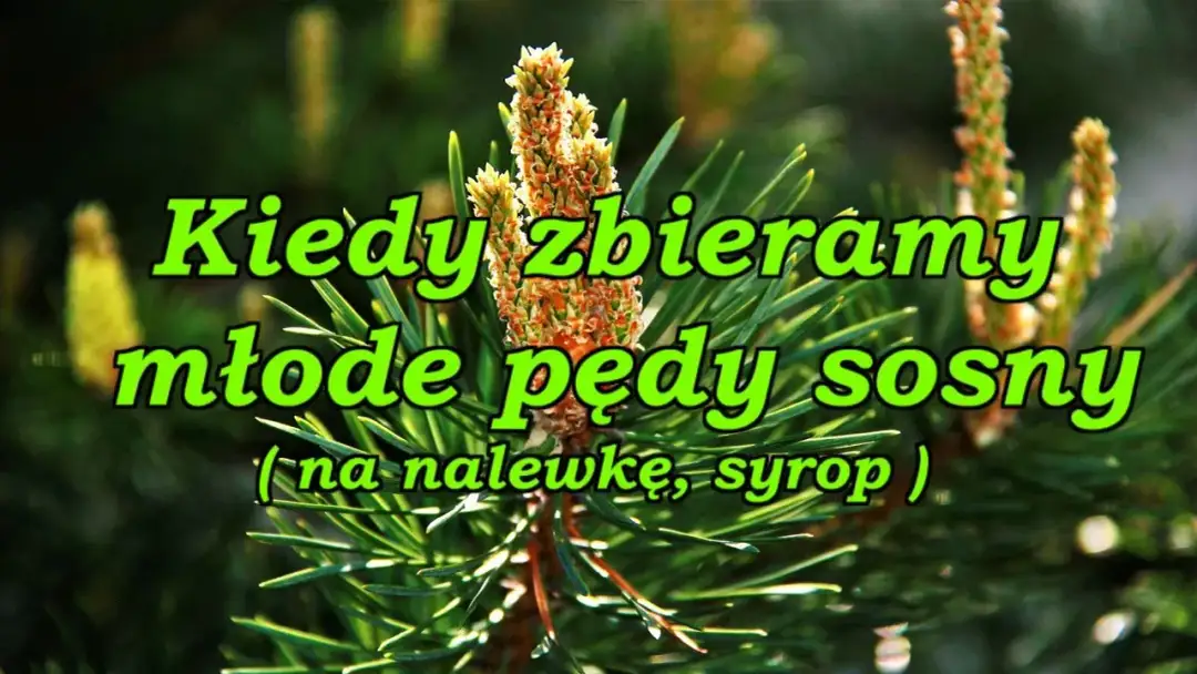 Kiedy zbierać pędy sosny na nalewkę? Sprawdź!