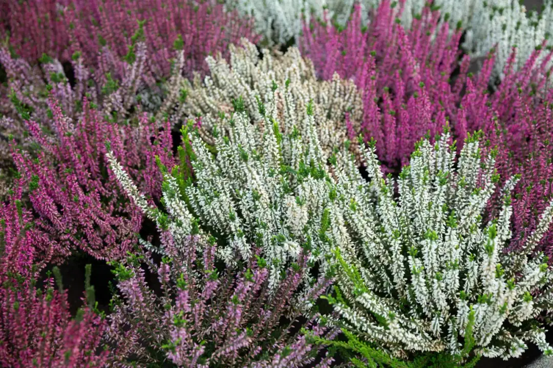 Czy wrzosy zimują w ogrodzie? Wszystko o przygotowaniu roślin na mróz