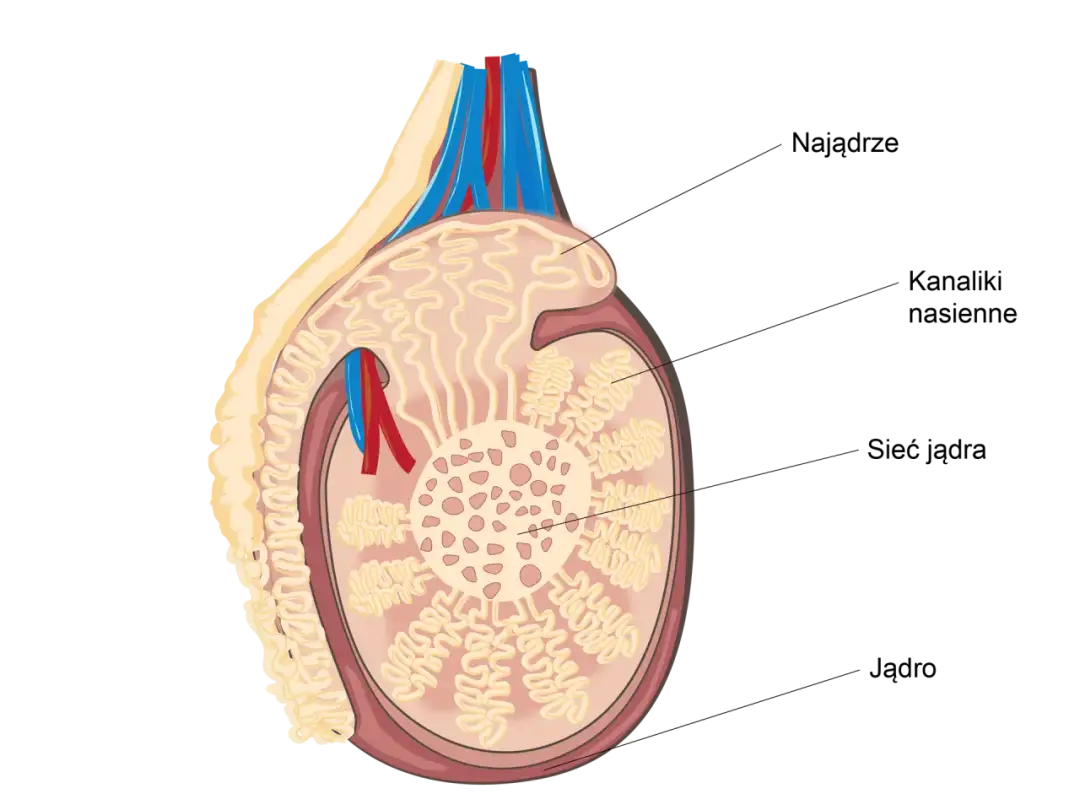 Jak wygląda jądro męskie? Odkryj jego budowę i funkcje zdrowotne
