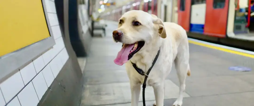 Ile kosztuje bilet dla psa w autobusie? Sprawdź zasady w miastach!
