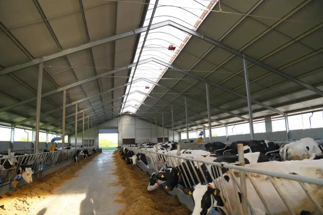 Tania obora dla bydła mięsnego - mądra inwestycja, realne oszczędności