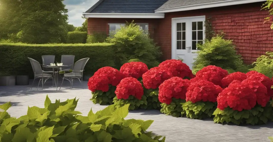 Jak uprawiać hortensję Wim's Red w doniczce? Poradnik krok po kroku