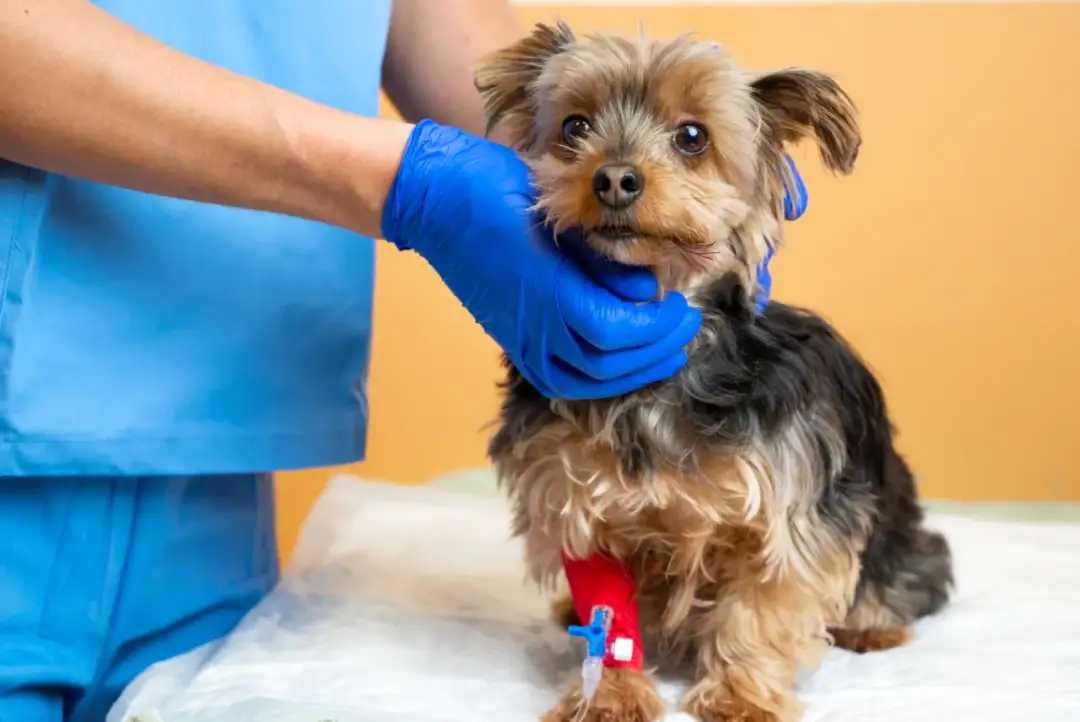 York kaszle? Zapadająca się tchawica: Objawy, diagnoza, leczenie