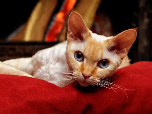Devon Rex alergia - czy to odpowiedni kot dla alergików?
