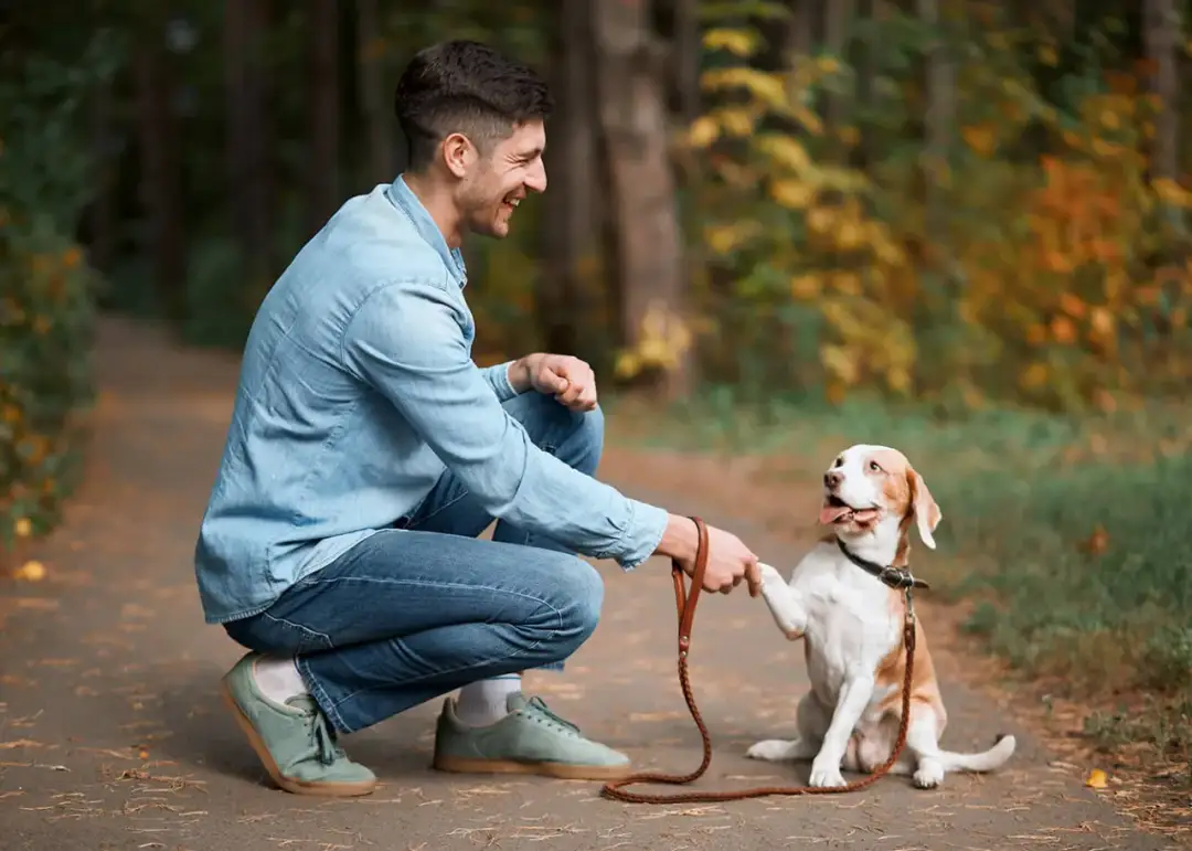 Czy oddanie psa na szkolenie ma sens: wszystko co musisz wiedzieć
