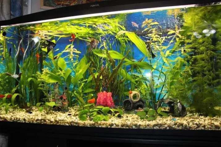 Jakie KH w akwarium? Optymalne poziomy dla zdrowych ryb