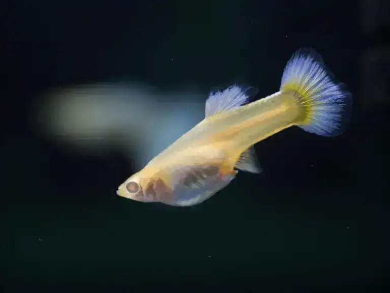 Gupiki z jakimi rybami? Odkryj najlepsze towarzystwo dla nich