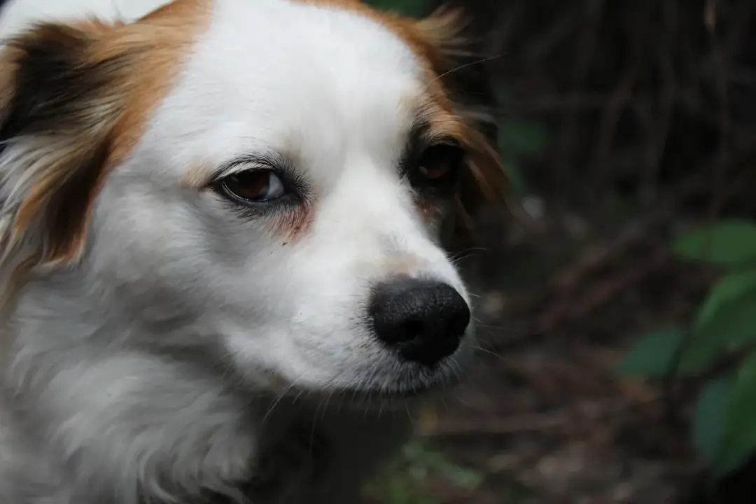 Ile kosztuje indywidualna kremacja psa? Ceny, które musisz znać