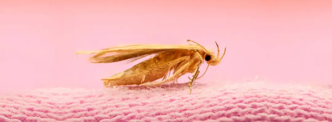 Jak szybko i skutecznie zlikwidować mole na strychu - Przegląd metod odstraszania i zwalczania