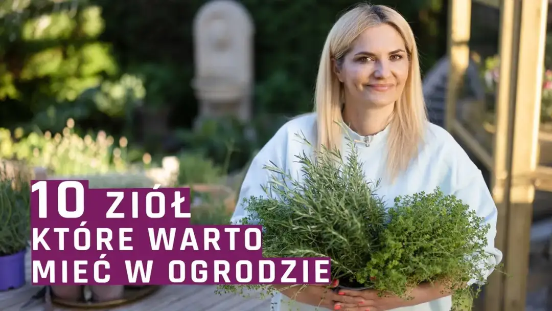 Jak wyglądają zioła ogrodowe? Odkryj ich piękno i zastosowanie