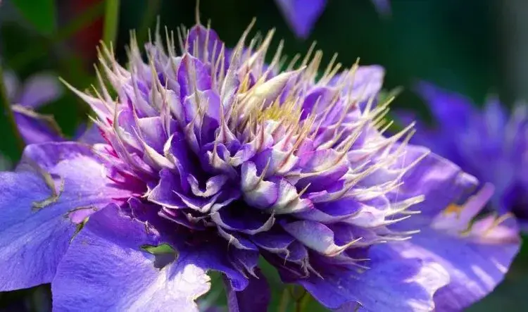 Jak długo kwitnie powojnik? Odkryj tajemnice jego kwitnienia