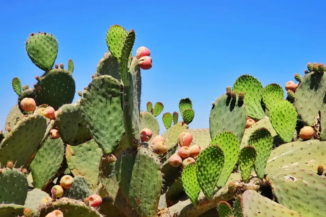Meksyk kiedy jechać: uniknij deszczu i ciesz się słońcem w najlepszym czasie