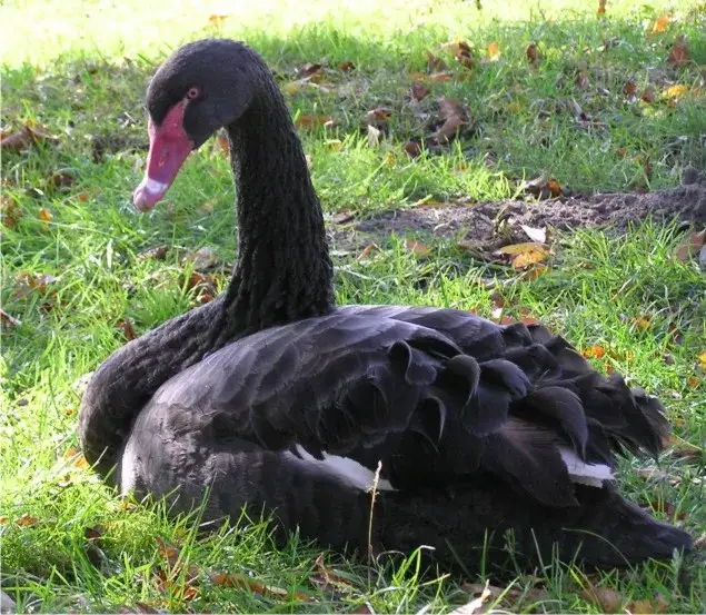 Czy łabędź ma zęby? Odkryj prawdę o ich dziobach i anatomii