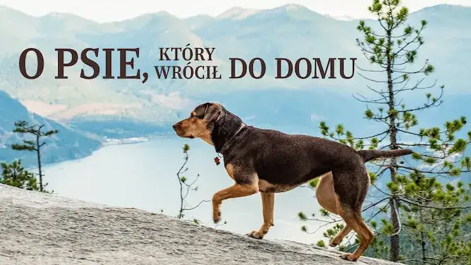 O psie, który wrócił do domu - poruszająca historia o miłości i przyjaźni