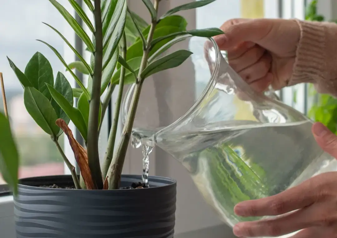 Podlewaczki do kwiatów doniczkowych: jak wybrać i używać